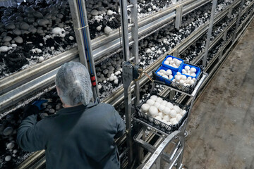 Obraz na płótnie Canvas Worker harvests white button mushrooms at a mushroom farm. The mushrooms are being collected into black and blue plastic trays on a metal rack system