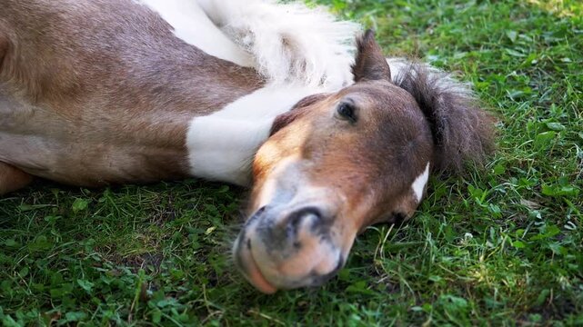 A pinto pony lies calmly on the green grass, its head resting peacefully. A serene scene of nature and tranquility.