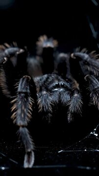 Black Tarantula Spider Close Up - A detailed close-up shot of a black tarantula spider on its web, showcasing its hairy legs and body against a dark background.