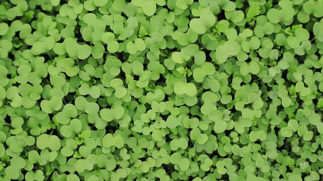 Green shoots sprouting from seeds. Siderates, mustard, sinapis.
