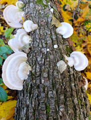 A group of mushrooms growing on the side of a tree