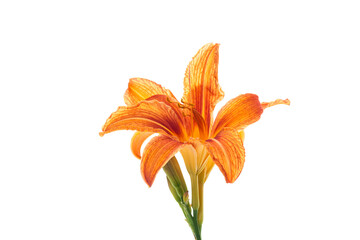 Obraz premium Blooming bouquet of bright orange with red tint lilies