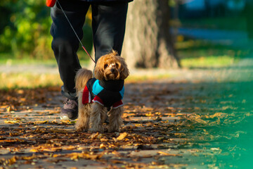 a dog on a walk is walking along the alley