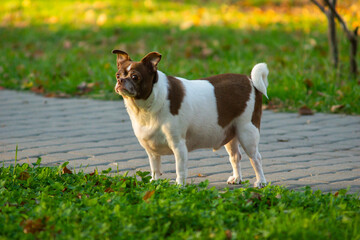 Chihuahua dog on a walk in autumn