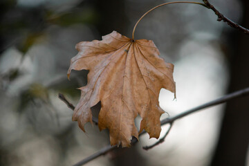 autumn leaves on the tree