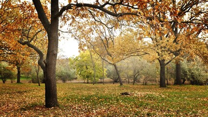 Autumn foliage on trees in the park.