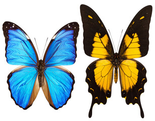 Obraz premium Contrasting Butterflies with Vivid Wing Patterns – Nature Study PNG