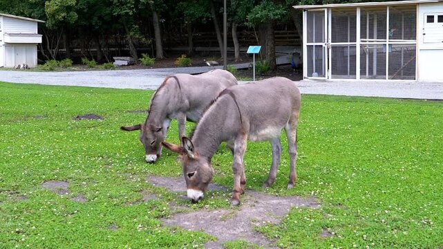 Two gray donkeys graze contentedly on a vibrant green pasture, enjoying the tranquility of a summer day on the farm.