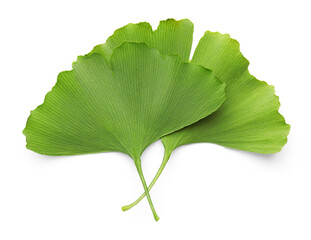 Fototapeta premium Two ginkgo biloba leaves isolated on white
