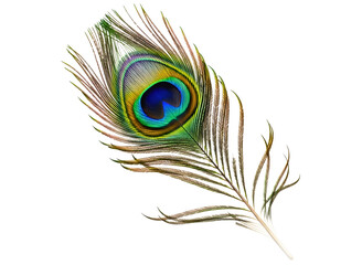 Fototapeta premium Close up of a vibrant peacock feather isolated on transparent background