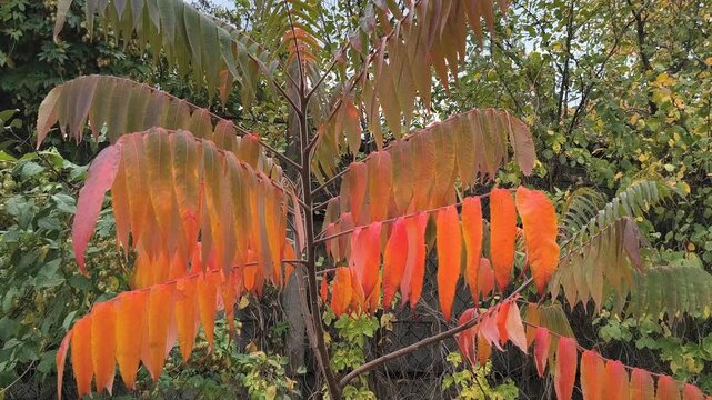 Close-up of sumac branches with vibrant autumn leaves transitioning from green to red. Set in a forest with soft sunlight and a winding path, this image captures seasonal beauty and natural detail.