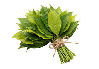 Betel Leaves Bundle Fresh and Aromatic Herb.