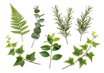 Botanical Assortment Fern Eucalyptus Rosemary and Ivy on White.