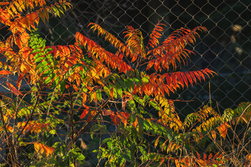 Staghorn sumac. Colorful autumn leaves in red, orange, and green tones climbing on metal wire fence. Concept of natural contrast, seasonal transition, urban wilderness