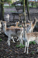 white tailed deer in the woods
