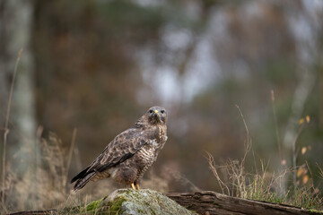 buteo buteo hawk bird predator 