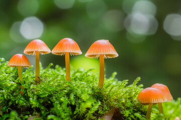 A family of tiny mushrooms emerging from the soft moss