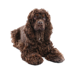Cute Cocker Spaniel dog on white background