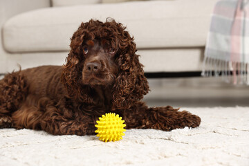 Cute Cocker Spaniel dog with toy on floor at home, space for text
