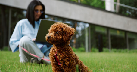 Cute Maltipoo dog walking in the park while its owner, a young woman, sits in the background working on a laptop, showing a mix of remote work and pet care outdoors