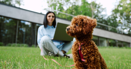 Close-up of pretty brown Maltipoo dog walking in the park on a leash, while its owner, a young woman, works on a laptop in the background