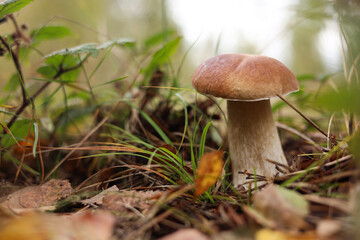 Beautiful porcino mushroom growing in forest, closeup. Space for text