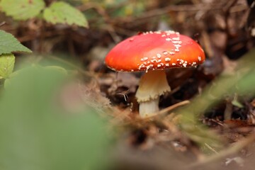 One poisonous mushroom growing in forest, closeup. Space for text