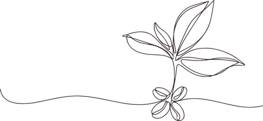 Minimalist line drawing coffee plant with beans coffee beans botanical illustration
