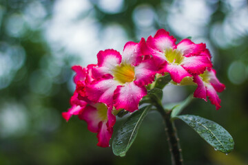 Obraz premium beautiful frangipani flowers in bokeh background in the morning