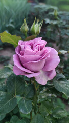 Elegant violet rose with green leaves and unopened buds