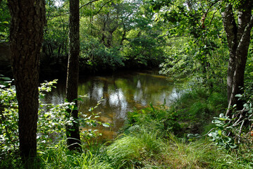 Obraz premium Rivière la Leyre, Salles, 33, Gironde, France