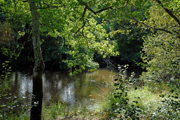 Rivière la Leyre, Salles, 33, Gironde, France