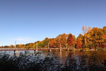 Suspension Bridge Leading to Lake Deseda Nature Park, Golden Fall Foliage in Forest, Golden Fall Colors, Autumn Landscape, Colorful Leaves, Autumn Forest, Fall Scenery, Nature Photography