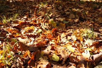 Sunlit Fall Leaves on Forest Ground, Closeup, Golden Fall Colors, Autumn Landscape, Colorful Leaves, Autumn Forest, Fall Scenery, Nature Photography, Canon EOS 250D, Canon EOS Rebel SL3