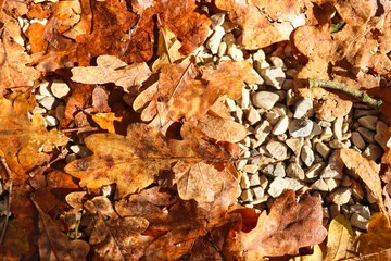 Sunlit Fall Leaves on Forest Ground, Closeup, Golden Fall Colors, Autumn Landscape, Colorful Leaves, Autumn Forest, Fall Scenery, Nature Photography, Canon EOS 250D, Canon EOS Rebel SL3