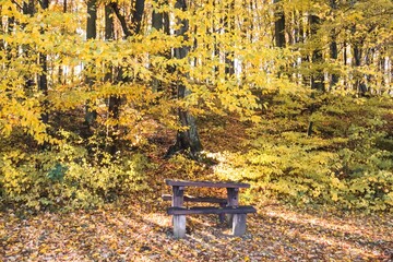 Cozy Picnic Spot in Fall Forest with Bench, Golden Fall Colors, Autumn Landscape, Colorful Leaves, Autumn Forest, Fall Scenery, Nature Photography, Canon EOS 250D, Canon EOS Rebel SL3