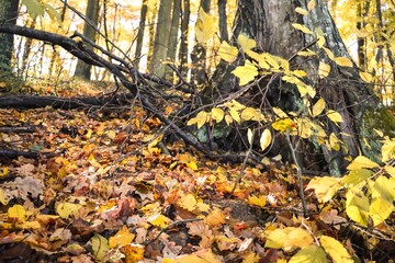 Golden Fall Foliage in Forest, Golden Fall Colors, Autumn Landscape, Colorful Leaves, Autumn Forest, Fall Scenery, Nature Photography