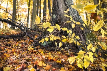 Golden Fall Foliage in Forest, Golden Fall Colors, Autumn Landscape, Colorful Leaves, Autumn Forest, Fall Scenery, Nature Photography