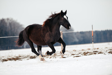 S&uuml;ddeutsches Kaltblut im Schnee