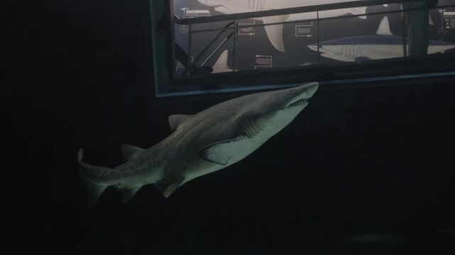 A sand shark glides gracefully in the Cape Town Oceanarium, appearing to levitate in crystal-clear water filled with soft light, captured from inside the tank as if floating beside this majestic