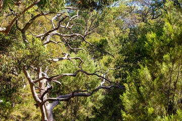 A dead tree in Kings Park and Botanic Garden, Perth, Western Australia, WA, Australia