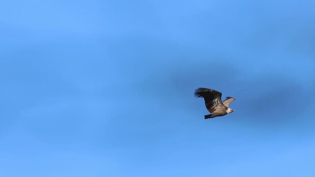 Buitre leonado gyps fulvus aletea en vuelo con cielo azul en el paraje natural San Antonio de Alcoy, Espa&ntilde;a
