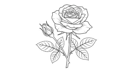 Elegant rose and bud illustration with intricate detail, perfect for coloring books, botanical art, and floral design projects.