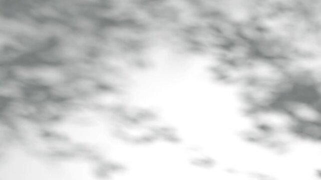 Abstract shadow tree on wind background, boho effect, looped animation