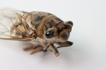 Close up of An Adult Cicadas bug on a white background