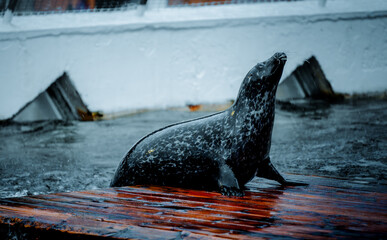 Seal in an aquarium in the Norwegian Lofoten Islands