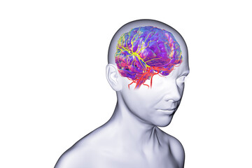 Arterial blood supply of the brain, 3D illustration