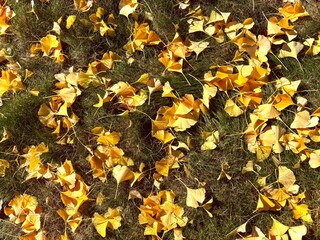 Yellow Ginkgo Leaves Scattered on Green Grass in Autumn