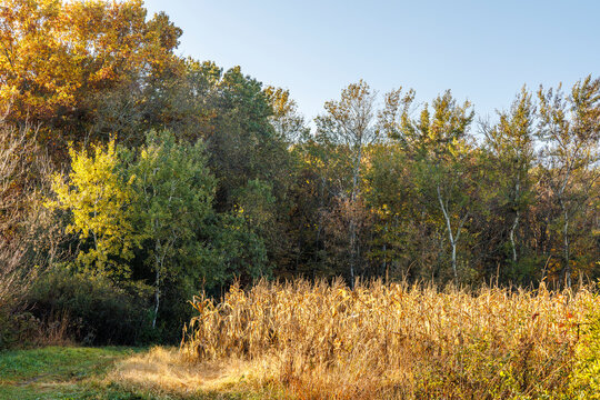 A ripe corn food plot next to autumn woods. 