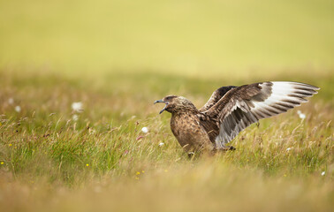 Great skua with wings spread calling on coastal grassland